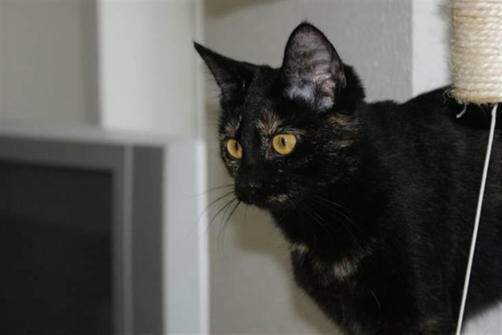 Huskat Bacardi billede 5