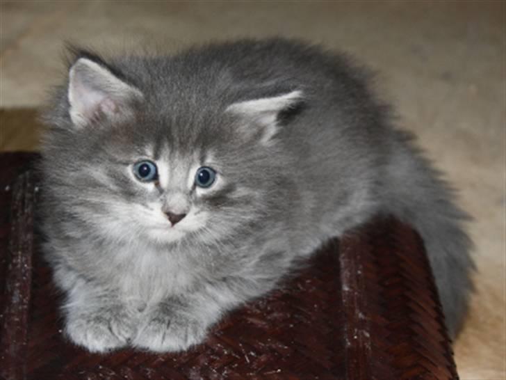 Norsk Skovkat Zalethco's Hani Balliwan billede 5