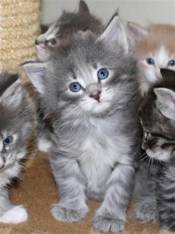 Norsk Skovkat Zalethco's Hani Balliwan billede 6