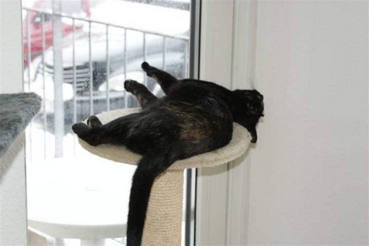 Huskat Bacardi billede 6