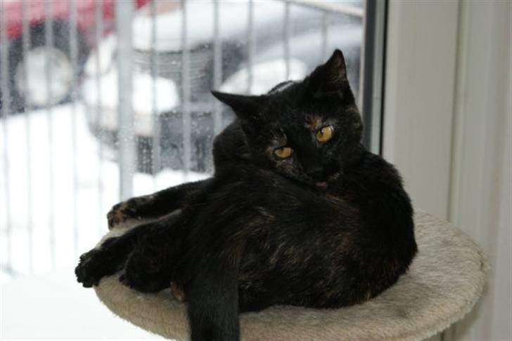 Huskat Bacardi billede 7