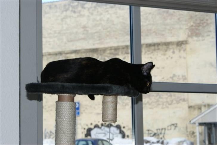 Huskat Bacardi billede 8