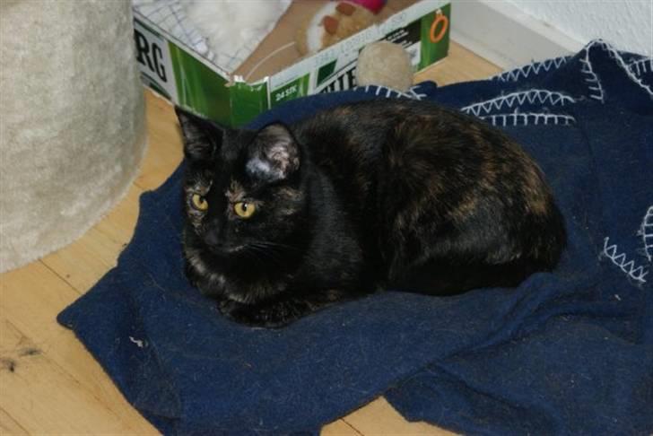 Huskat Bacardi billede 9