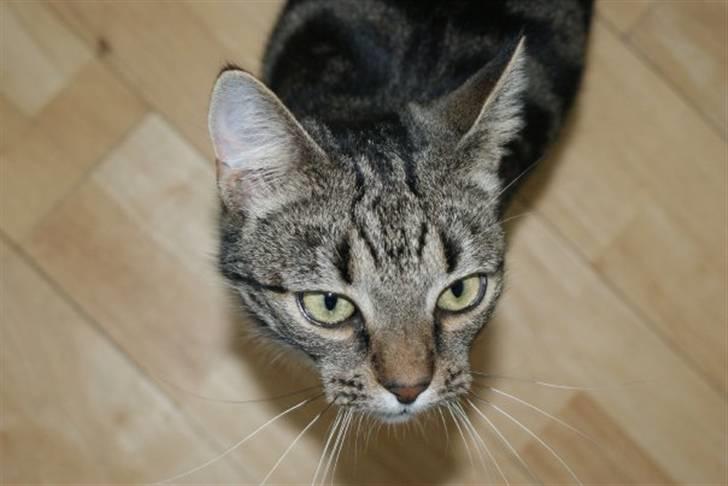 Huskat Felix billede 7