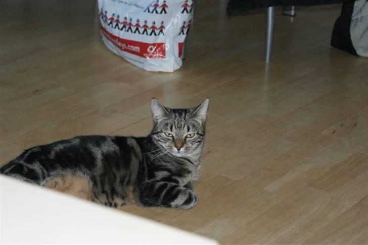 Huskat Felix billede 9