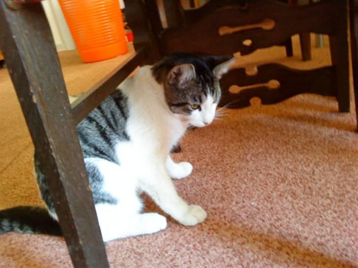 Huskat Basse - mon der er noget mad til mig ? billede 9