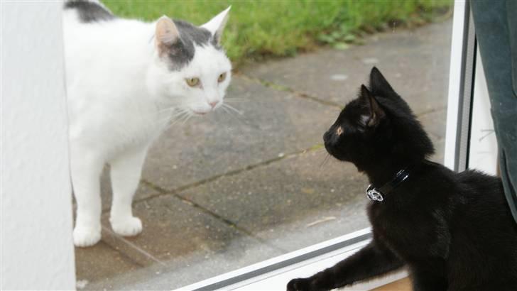 Blanding af racer Angle  - Naboen´s kat der lige synes at den vil sige hej til lille Angle.. Angle kunne ikke forstå hvorfor hun ikke kunne komme ud til den. :P billede 9