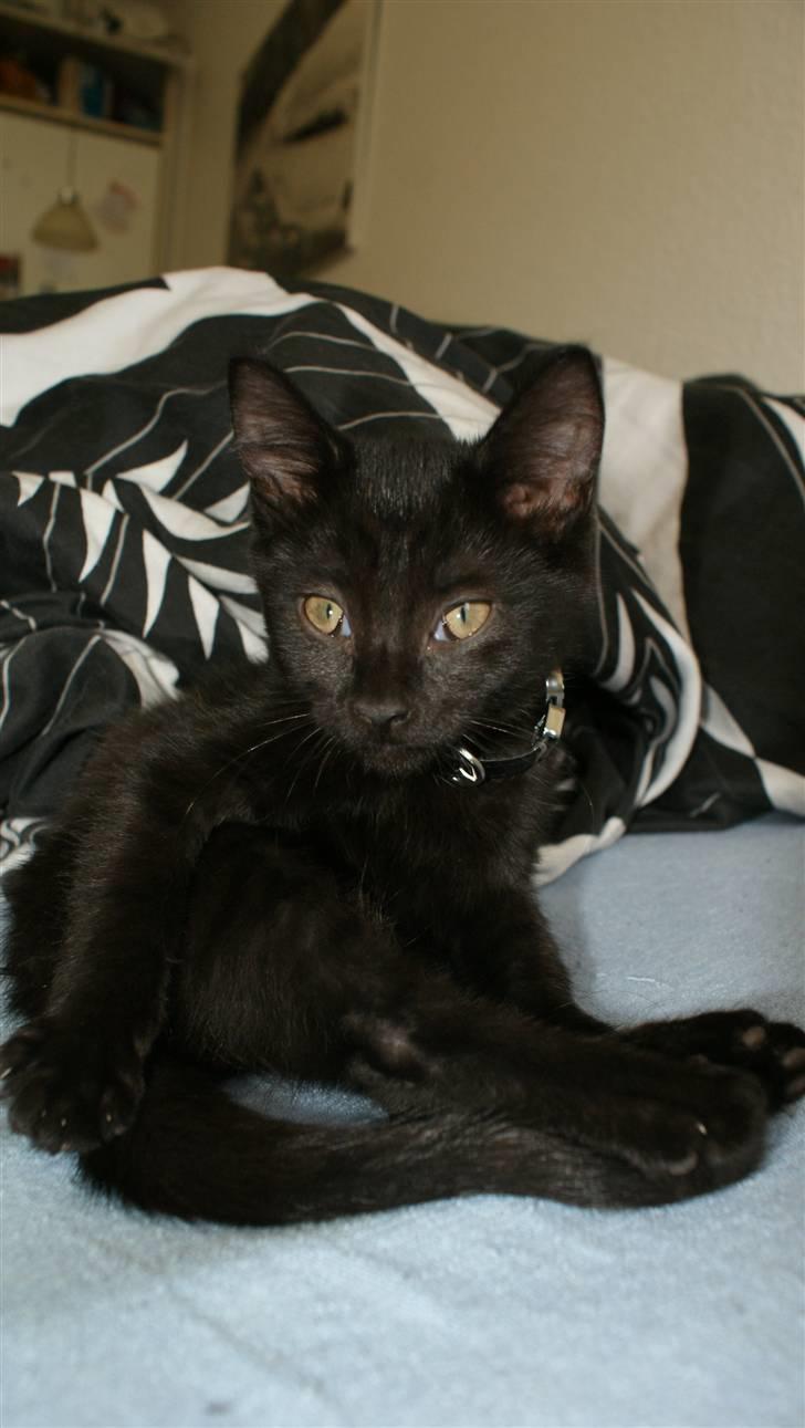 Blanding af racer Angle  - Det her er den perfekte måde at sidde på, I skulle tage og prøve det.. :P billede 10