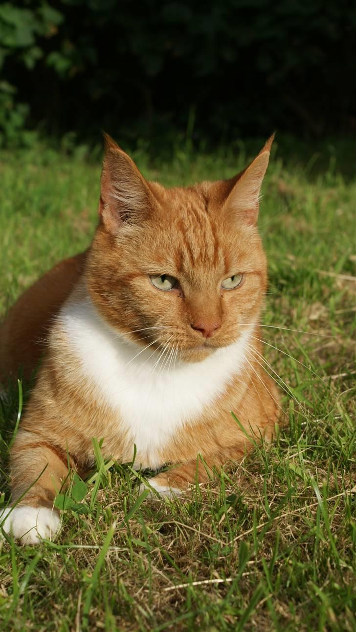 Huskat Ronal billede 1