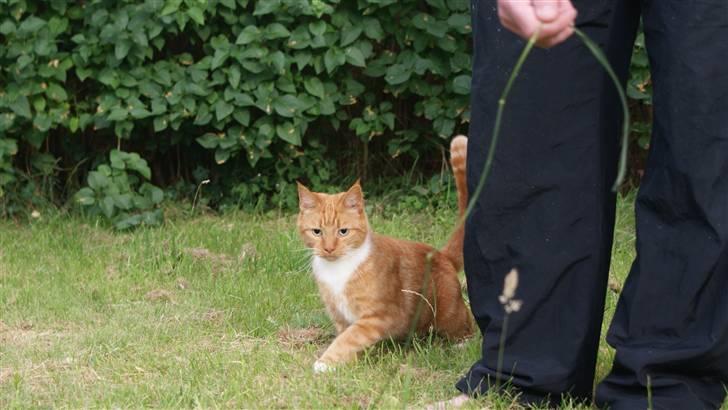 Huskat Ronal billede 2