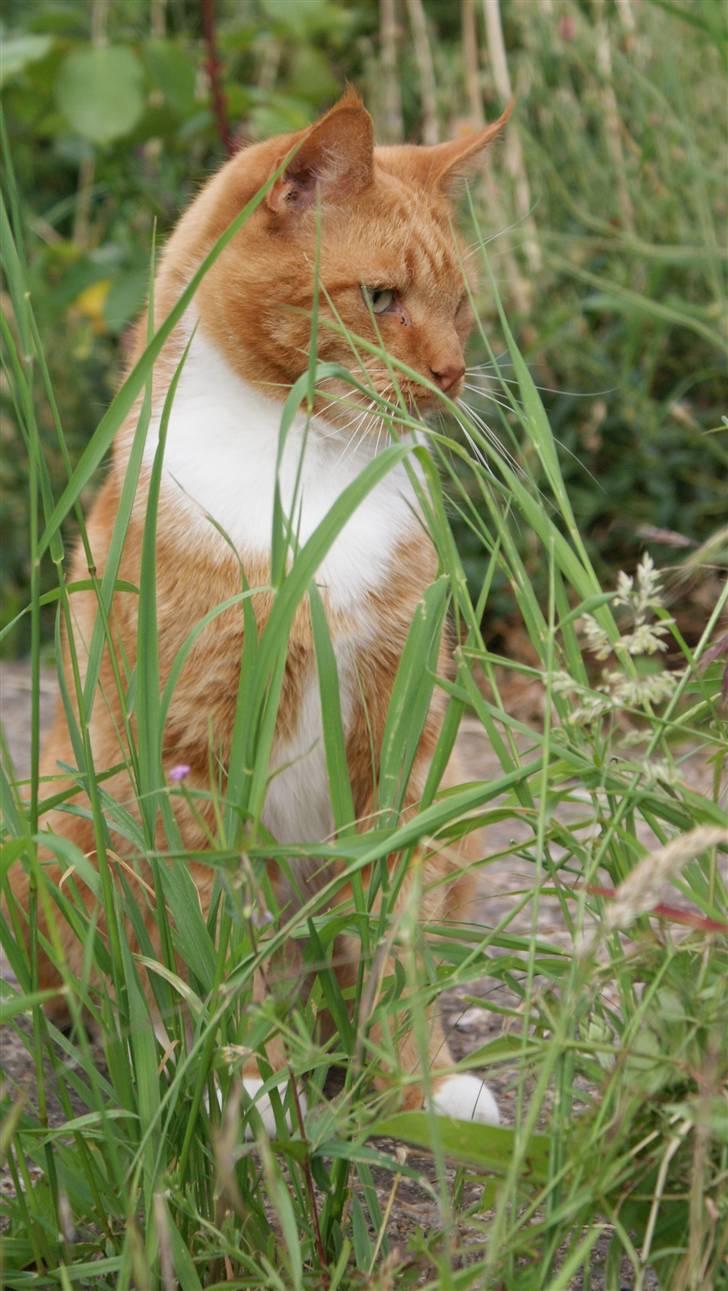 Huskat Ronal billede 3