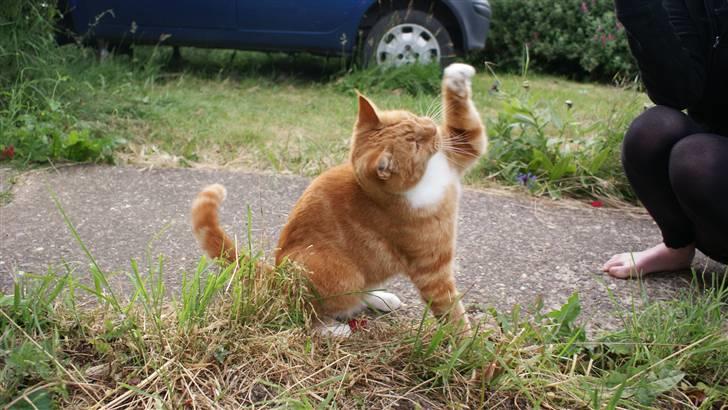 Huskat Ronal billede 4