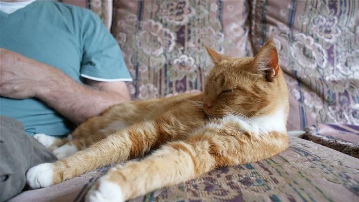 Huskat Ronal billede 5