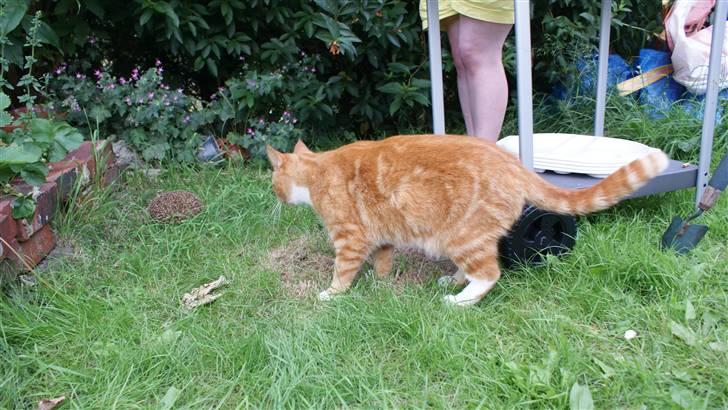 Huskat Ronal billede 6