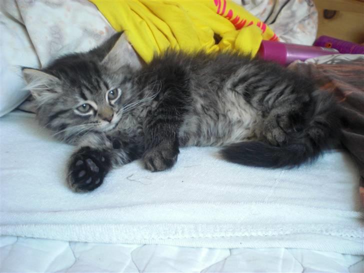 Blanding af racer Emma billede 7