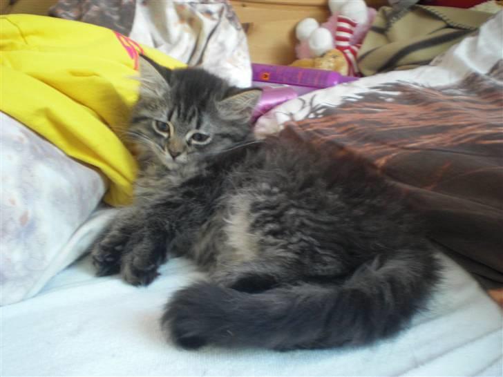 Blanding af racer Emma billede 8