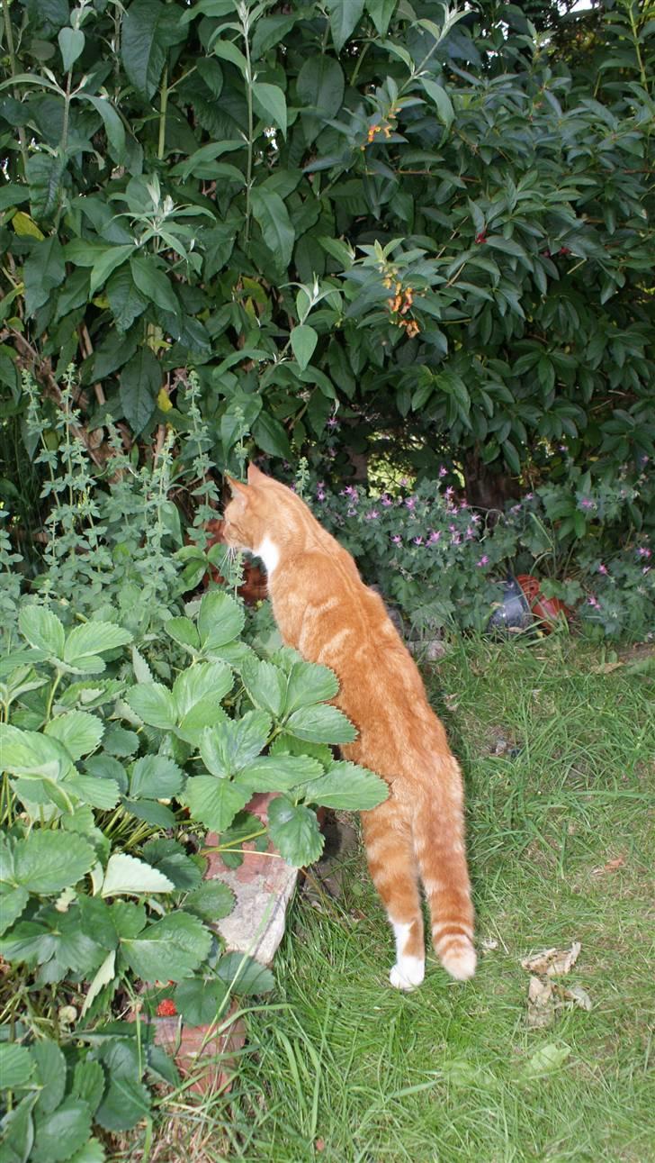 Huskat Ronal billede 7