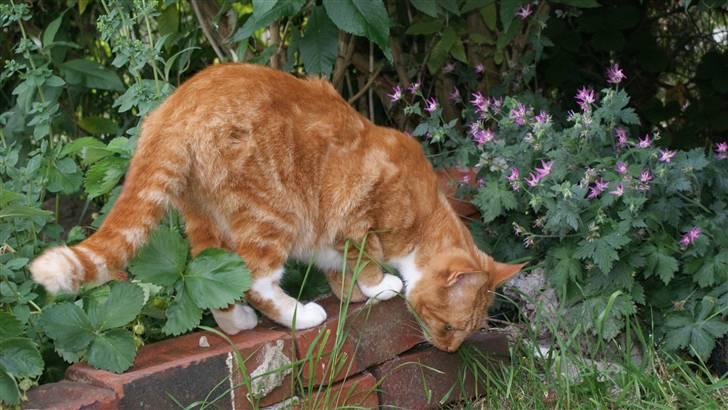 Huskat Ronal billede 9