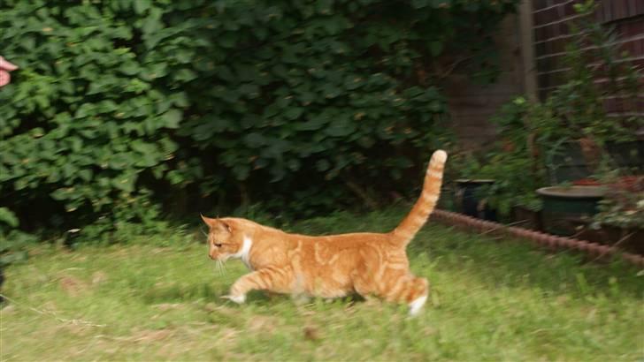 Huskat Ronal billede 10