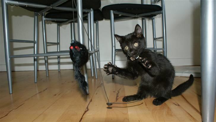 Blanding af racer Angle  - Denne gang skal jeg nok få dig.. Jeg ser nemmelig så farlig ud..! billede 11