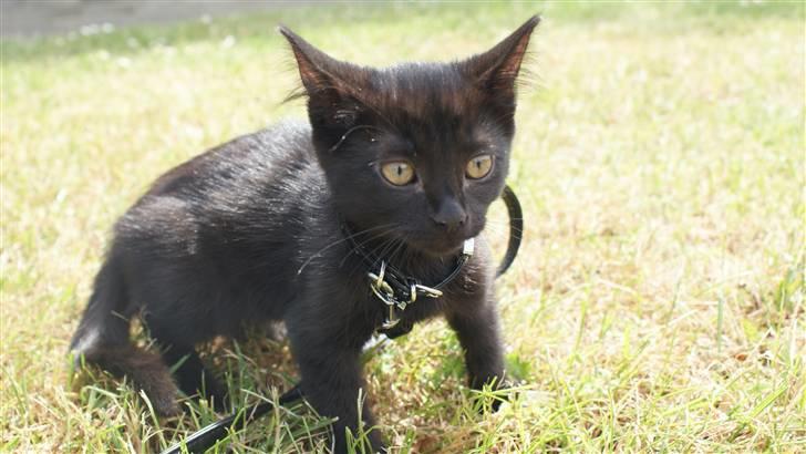 Blanding af racer Angle  - Tør vi gå eller skal vi bare blive her hvor vi er nu.. ? billede 12