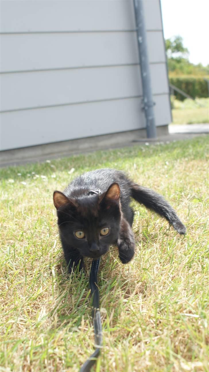 Blanding af racer Angle  - Det er skønt at være ude en tur sammen med mor.. :P billede 13