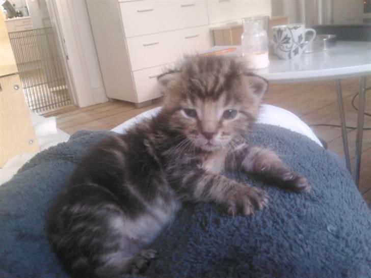 Blanding af racer Tiger billede 1