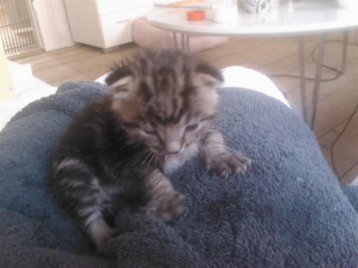 Blanding af racer Tiger billede 2