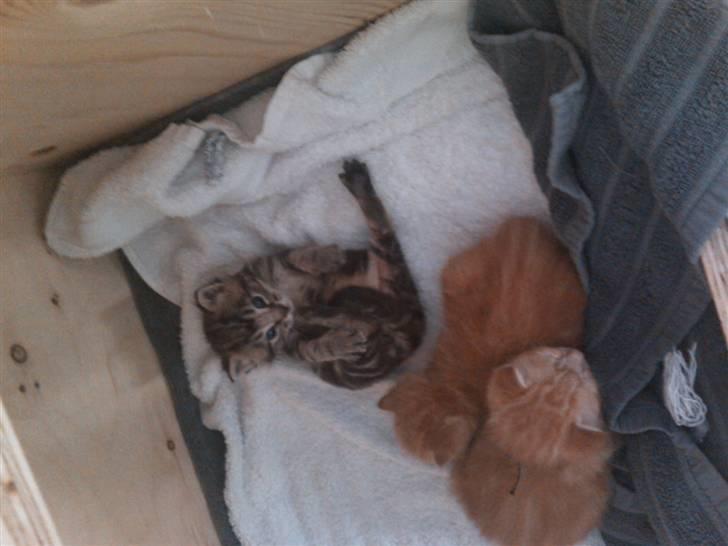 Blanding af racer Tiger billede 3