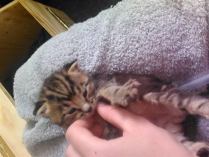 Blanding af racer Tiger billede 5