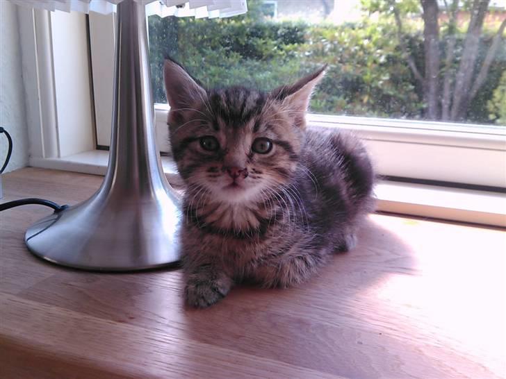 Blanding af racer Tiger billede 6