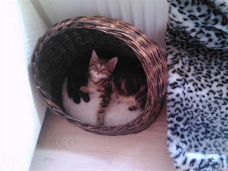 Blanding af racer Tiger billede 7