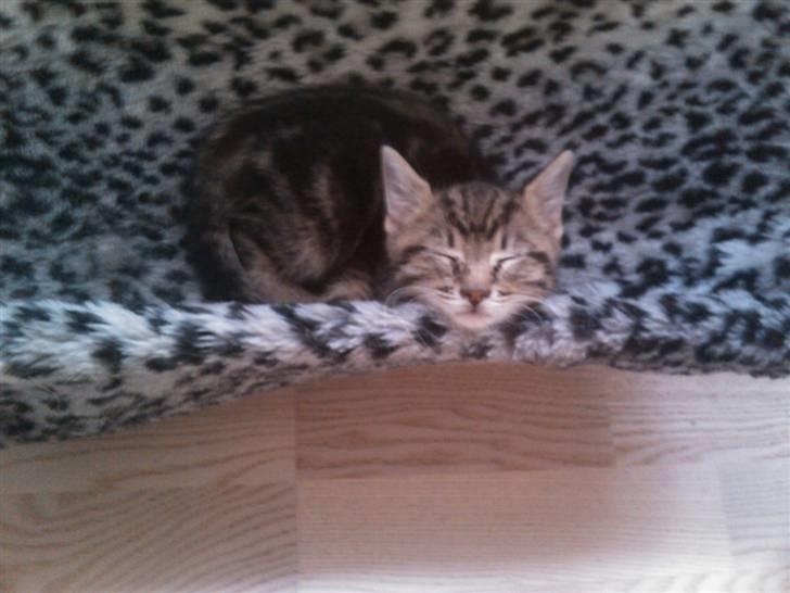 Blanding af racer Tiger billede 9