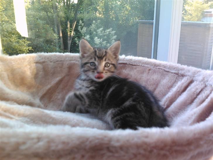 Blanding af racer Tiger billede 10