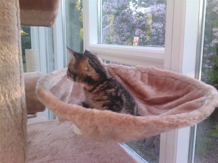 Blanding af racer Tiger billede 11