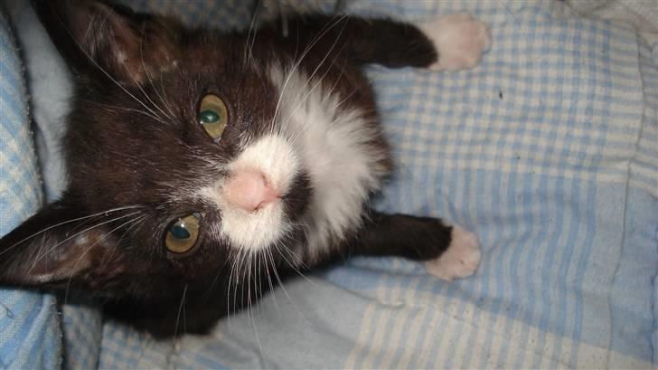 Huskat Gizmo billede 1