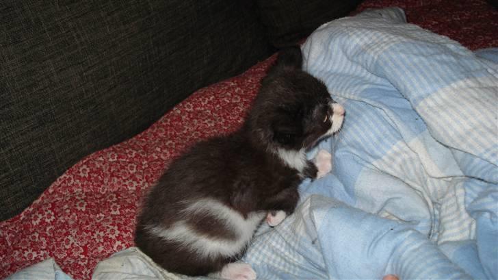 Huskat Gizmo billede 2