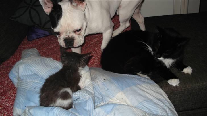 Huskat Gizmo billede 3