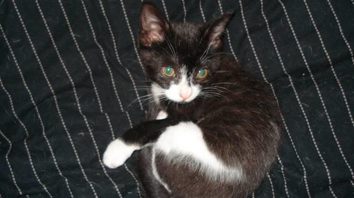 Huskat Gizmo billede 5