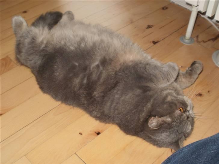 Exotic Margrethe - Flaa´ u´ der kommer en jetjawer! billede 2