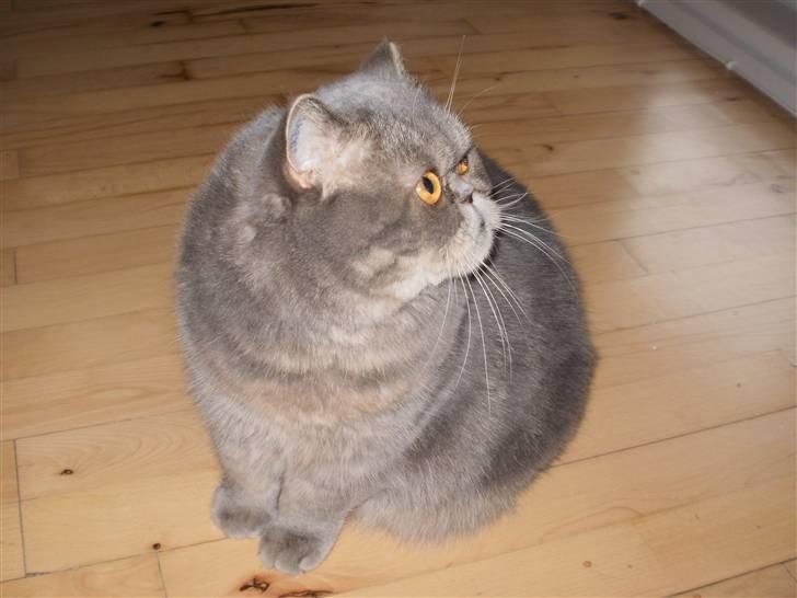 Exotic Margrethe - det var ikk mig!! billede 3