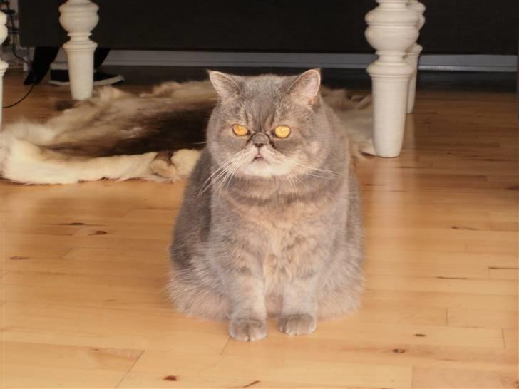 Exotic Margrethe - det var slet slet ikke mig! billede 4