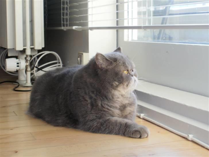 Exotic Margrethe - På lur! billede 5