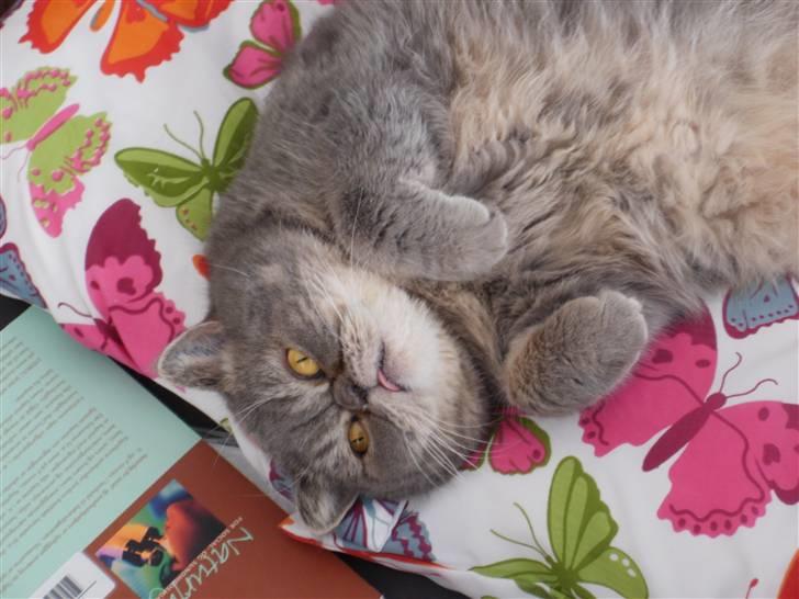 Exotic Margrethe - Margrethe hjælper mig med at læse til eksamen! billede 6