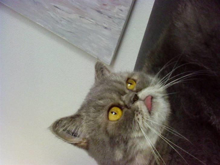 Exotic Margrethe - Smukke øjne! billede 7