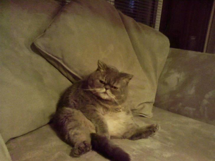 Exotic Margrethe - Sidder som hun sidder bedst... i sin trone! billede 10