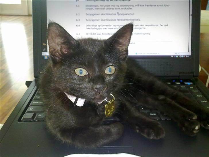 Huskat Pepsi billede 1