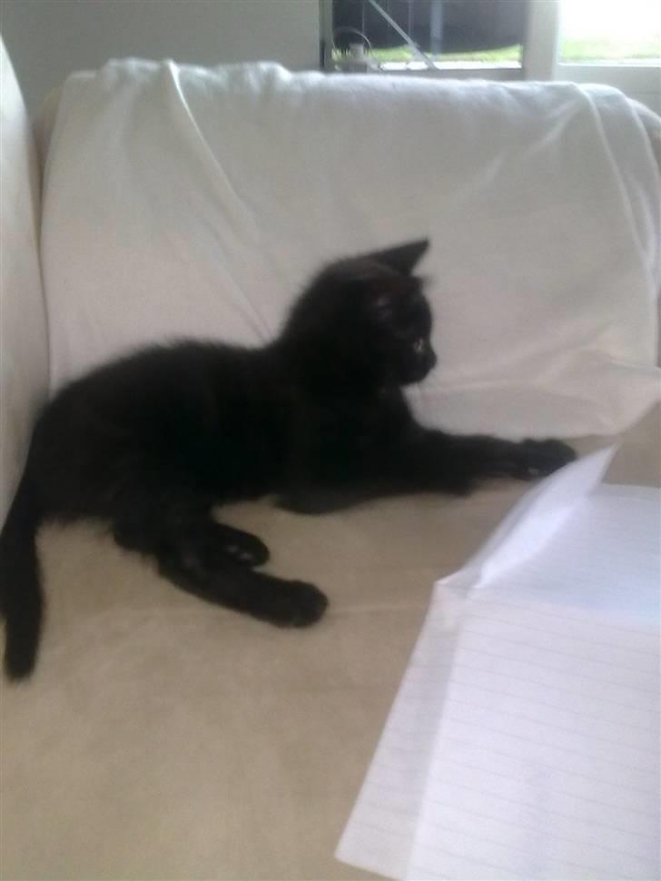 Huskat Pepsi billede 2