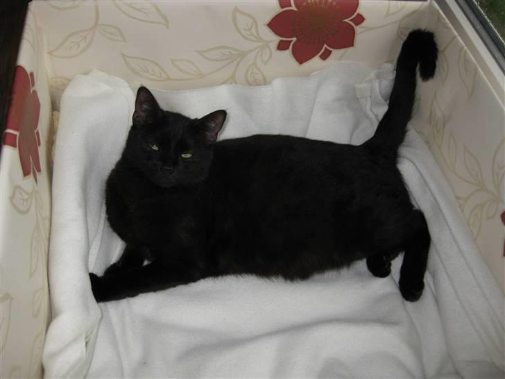 Huskat Pepsi billede 3