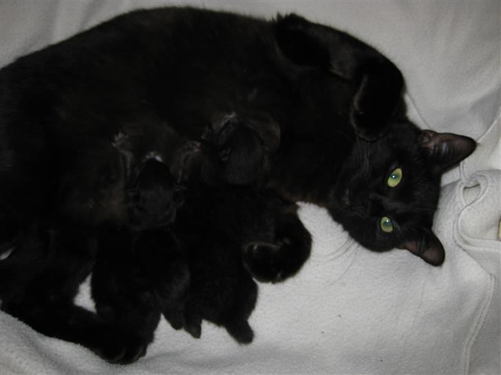 Huskat Pepsi billede 4